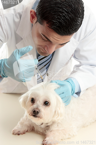 Image of Vet inserting a needle syringe into pet