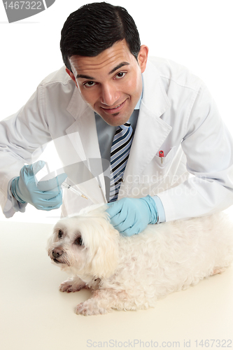 Image of Vet treating a sick animal