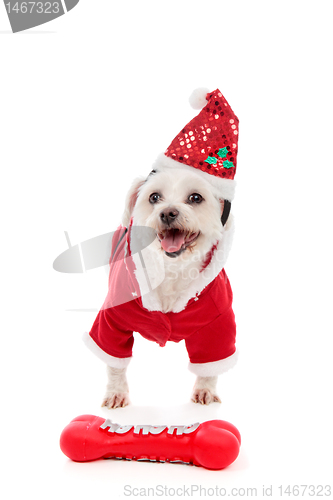 Image of Dog wearing Santa Claus costume