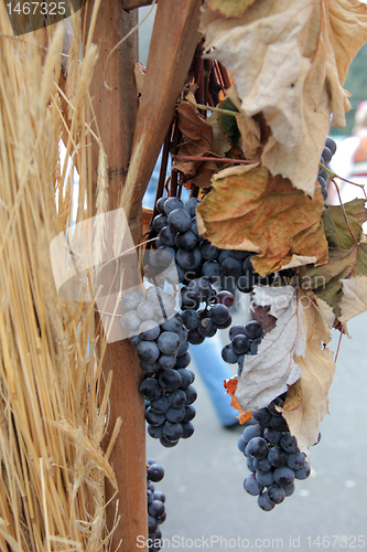 Image of Blue grape cluster with leaves