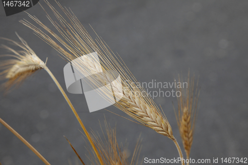 Image of Wheat