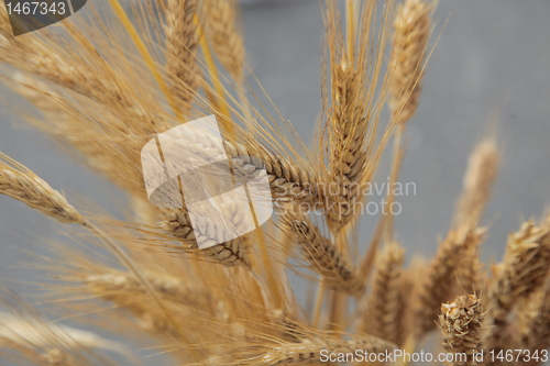 Image of Wheat