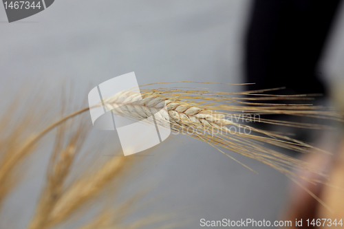 Image of Wheat