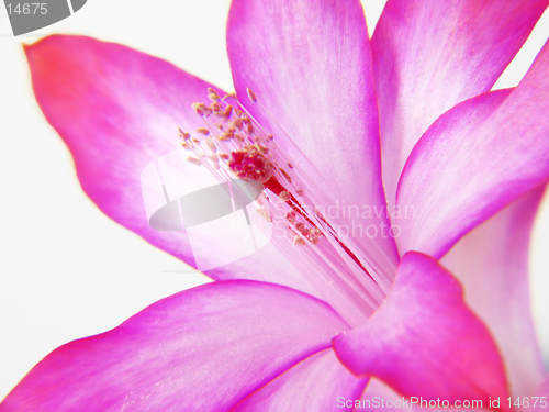 Image of Zigocactus truncatus on white background