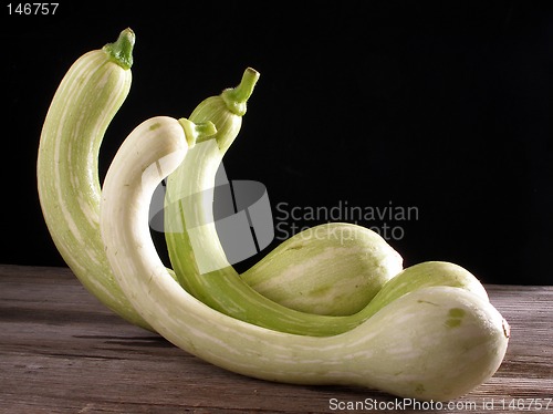 Image of Trumpet zucchini, standing up