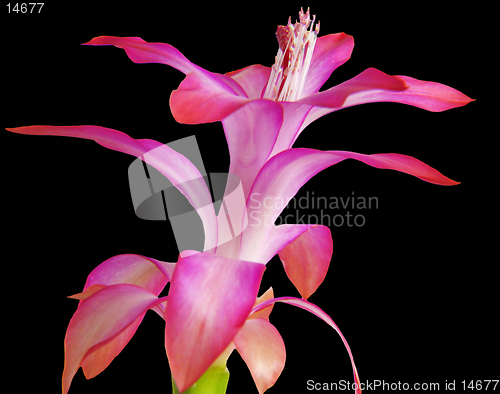 Image of Zigocactus truncatus on black background