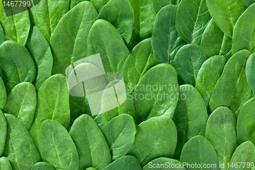 Image of fresh spinach leaves background