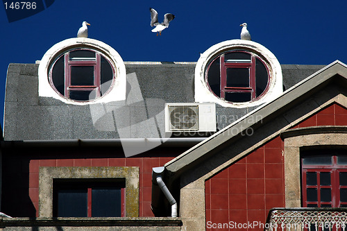 Image of seagulls