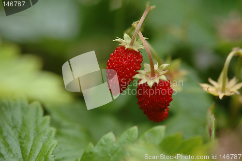 Image of Wild strawberry