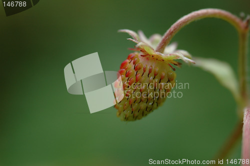 Image of Wild strawberry