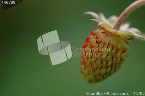 Image of Wild strawberry