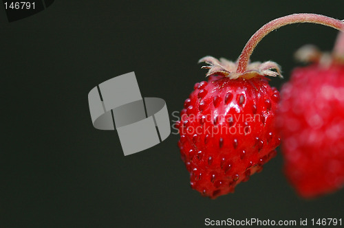 Image of Wild strawberry