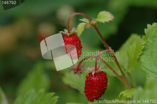 Image of Wild strawberry