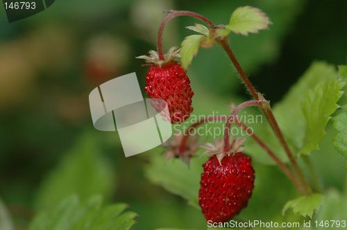 Image of Wild strawberry