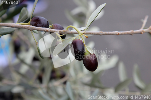 Image of Branch of black olives