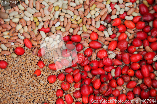 Image of Autumn Harvest