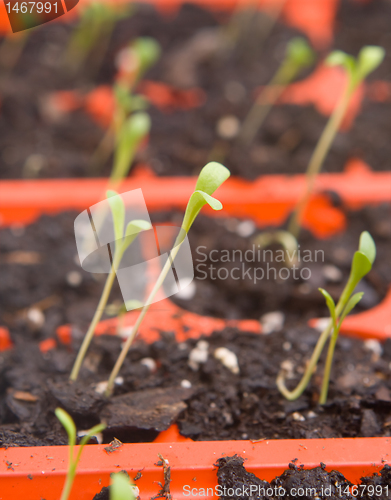 Image of Daisy Seedlings Sprouting Tray Ready Transplanting