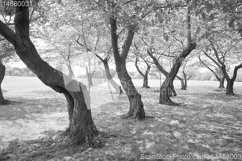 Image of Black White Twisted Cherry Trees in Grove Washington DC