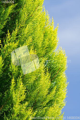 Image of Colorful Arborvitae Evergreen Shrub Isolated Blue