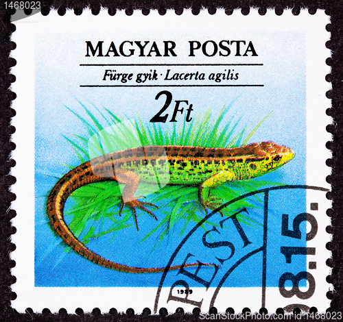 Image of Canceled Hungarian Postage Stamp Brown Green Sand Lizard, Lacert