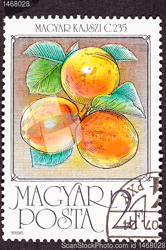 Image of Post Stamp Ripe Orange Apricots Tree Branch Leaves