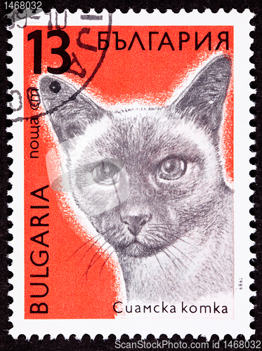 Image of Canceled Bulgarian Postage Stamp Shorthaired Siamese Cat Breed