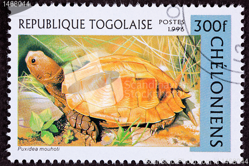 Image of Canceled Togan Postage Stamp Orange Keeled Box Turtle Pyxidea Mo