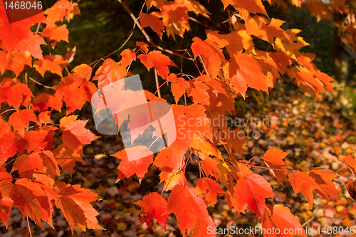 Image of Full Frame Bunch Orange Autumn Maple Leaves Tree