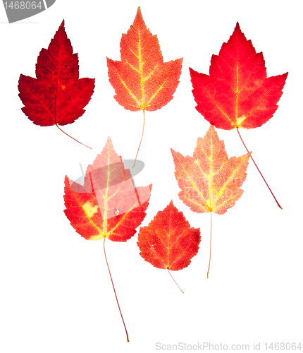 Image of Red Maple Leaves Autumn Fall Isolated White