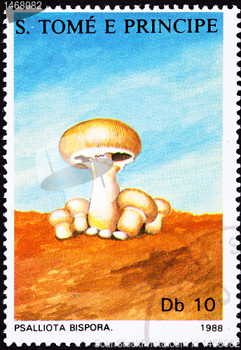 Image of SÃ£o TomÃ© Postage Stamp Button Mushroom, Agaricus Bisporus Psal