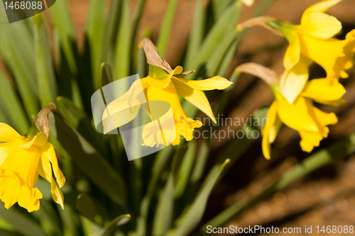 Image of Yellow Daffodils Blooming in the Spring