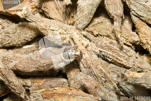 Image of Full Frame Pile of Chinese Caterpillars in Cocoons, Shanghai, Ch