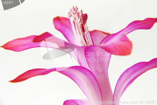 Image of Zigocactus truncatus on white background