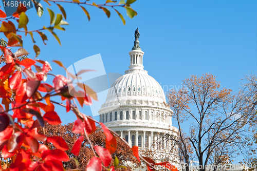Image of Autumn at the U.S. Capital Building Washington DC Red Leaves