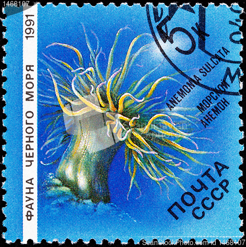 Image of Canceled Soviet Russia Postage Stamp Snakelocks Anemone Anemonia