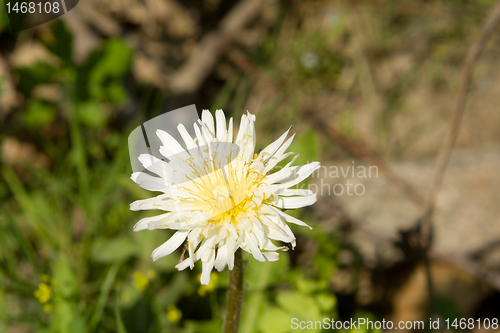 Image of White Dandelion,Taraxacum albidum North East China