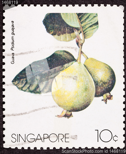 Image of Stamp Guava Fruit, Psidium Guajava Isolated