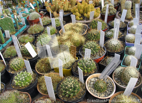 Image of Greenhouse of succulents: Dolichothele decipiens, D. sphaerica, D. zephyranthoides, D, longimamma, D. baumii, D. camptotricha