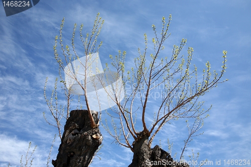 Image of Spring leaves budding new life