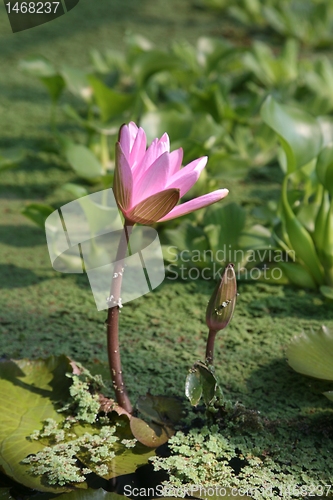 Image of Waterlily flower