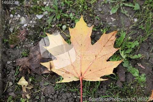 Image of Autumn leaf