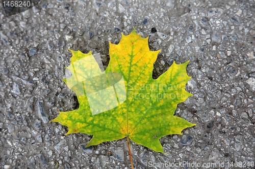 Image of Autumn leaf