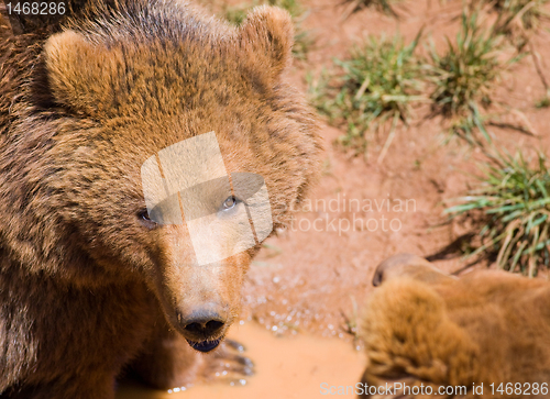 Image of wildlife bear