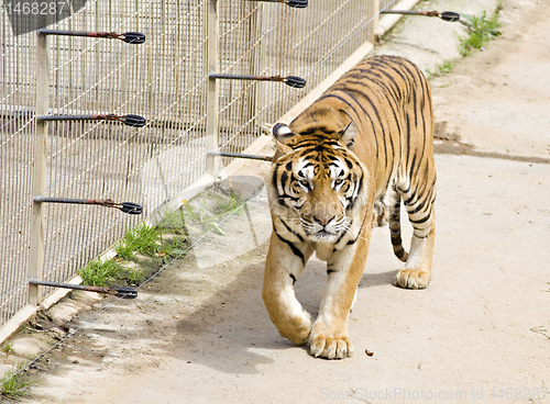 Image of wildlife tiger in a zoo