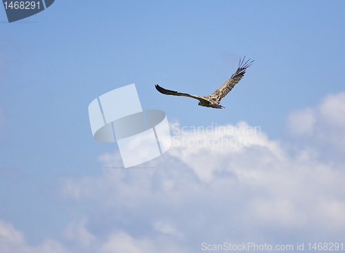 Image of vulture bird flying