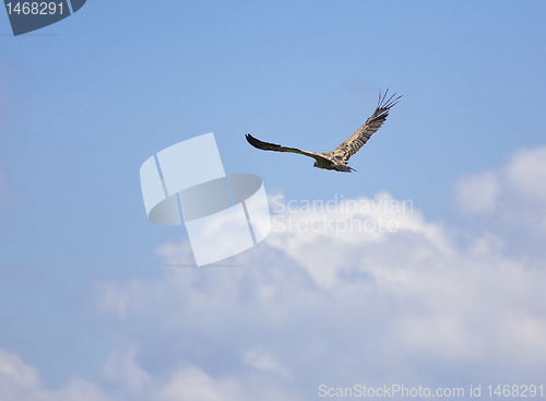 Image of vulture bird flying