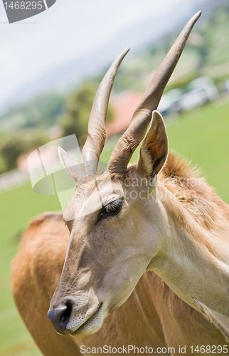 Image of antelope in a zoo