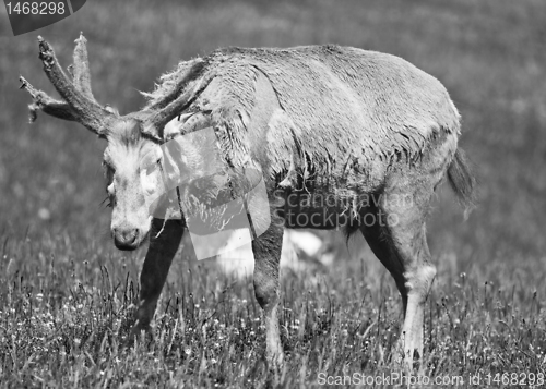 Image of deer feeding