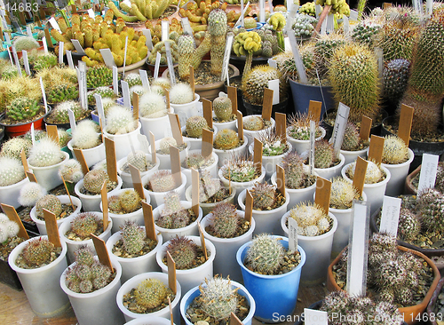 Image of Greenhouse of succulents: Dolichothele  zephyranthoides, D, longimamma, D. baumii, Mamillaria fralleana, M. boolei, M. woburneus