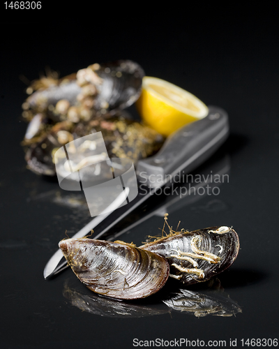 Image of raw mussel food